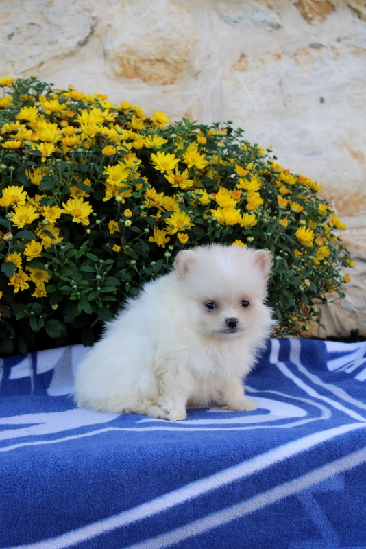 puppy, for, sale, Pomeranian, Matthew B. Stoltzfus, dog, breeder, Gap, PA, dog-breeder, puppy-for-sale, forsale, nearby, find, puppyfind, locator, puppylocator, aca